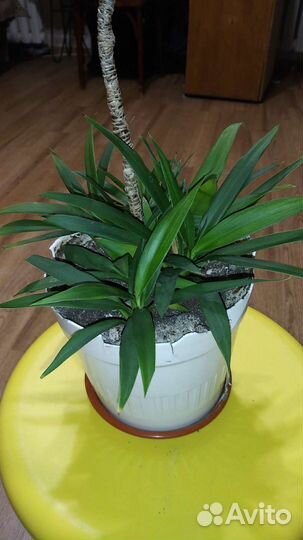 Ростки домашних растений