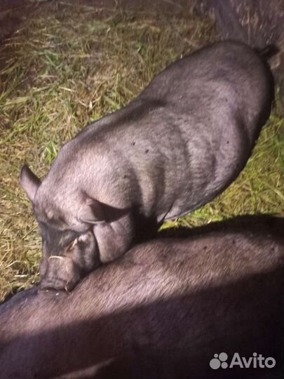 Вьетнамская вислобрюхая свинья