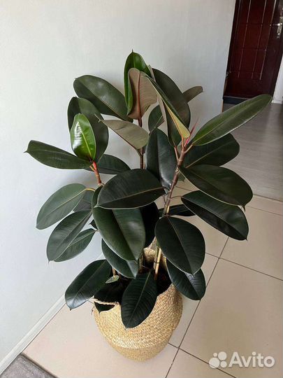 Фикус эластика 115 см