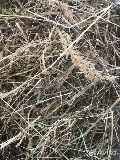 Сено луговое разнотравье