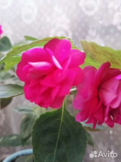 Бальзамин махровый