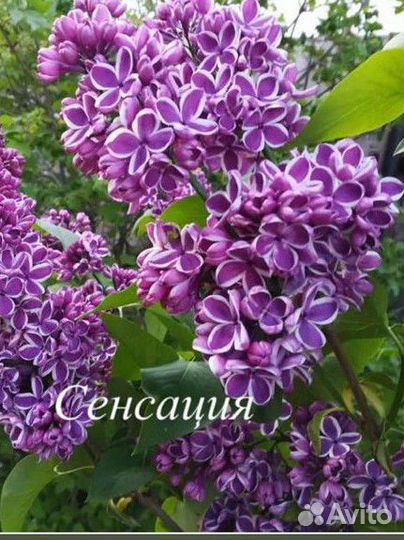 Сирень саженцы