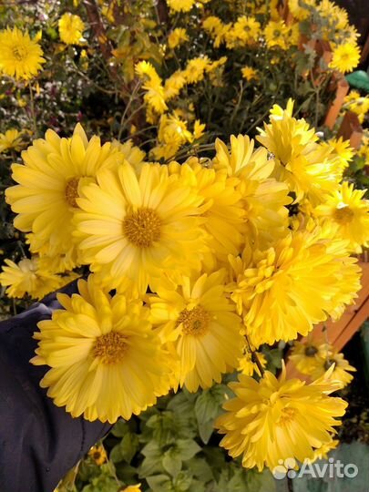 Хризантемы