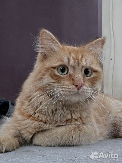 Кот на вязку