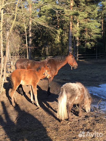 Конные прогулки