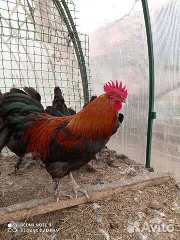 Инкубационное яйцо Маран, цыплята