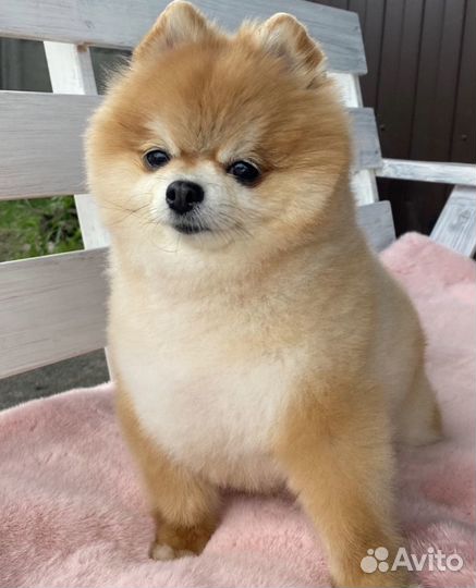 Стрижка собак и кошек груминг грумер