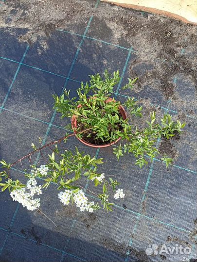 Спирея серая Грефшейм