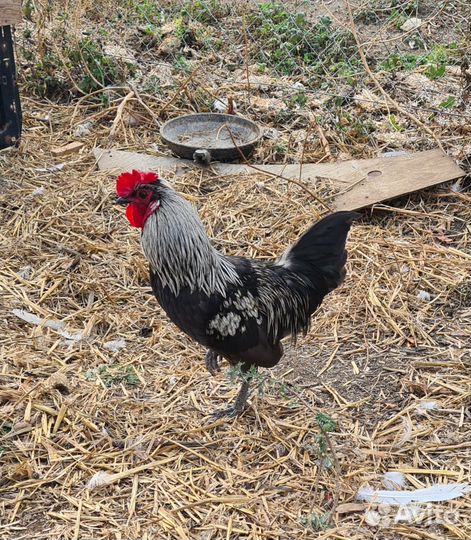 Петух бентамка