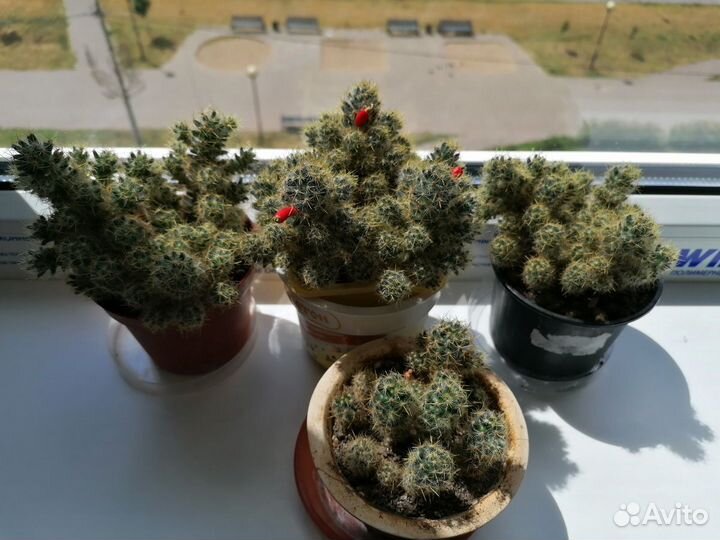 Кактус Mammillaria