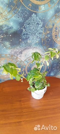 Комнатные растения