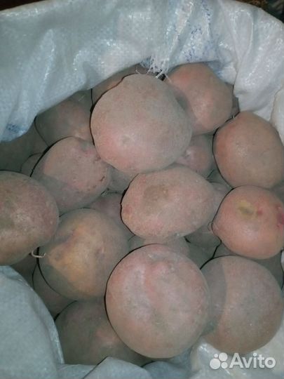 Картофель семенной и крупный, свекла столовая