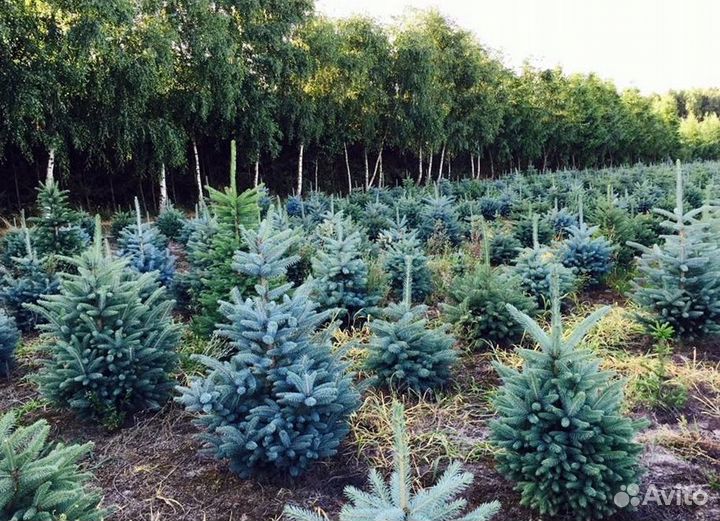 Еловые ветки Голубой ели. Нобилис. Иностранный