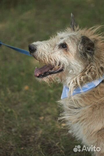 Собака из приюта ждет человека с большой душой