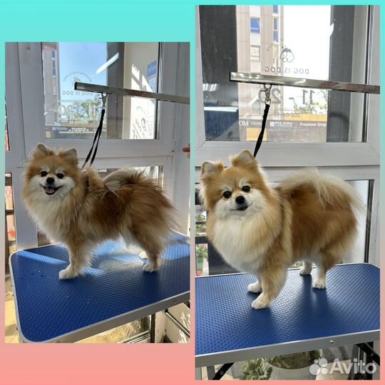 Груминг. Стрижка, экспресс линька, стриппинг