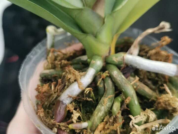 Фаленопсис Азия 2,8