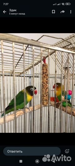 Попугай пара с клеткой