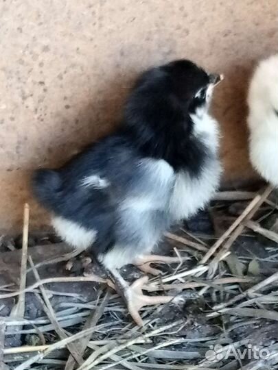 Цыплята из под курочки