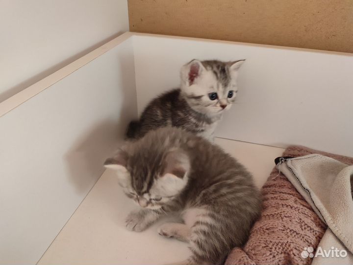 Британские котята