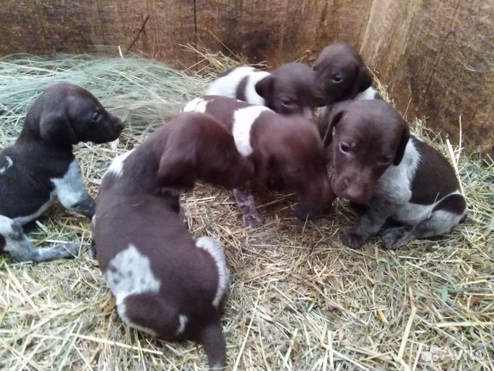 Щенки курцхаара