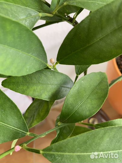 Цветущий лайм Рангпур