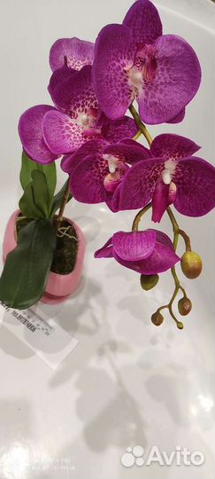 Орхидея ботаническая копия