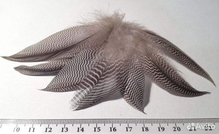 Перья птиц