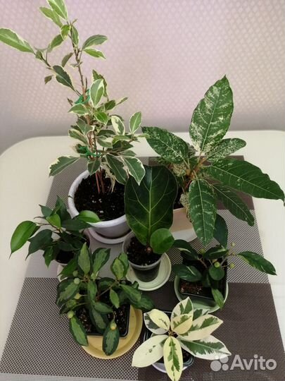 Фикусы Нью Клон, Нитида Гавайи, Альбомаргината