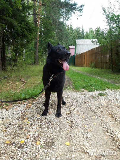 Овчврка метис в дар