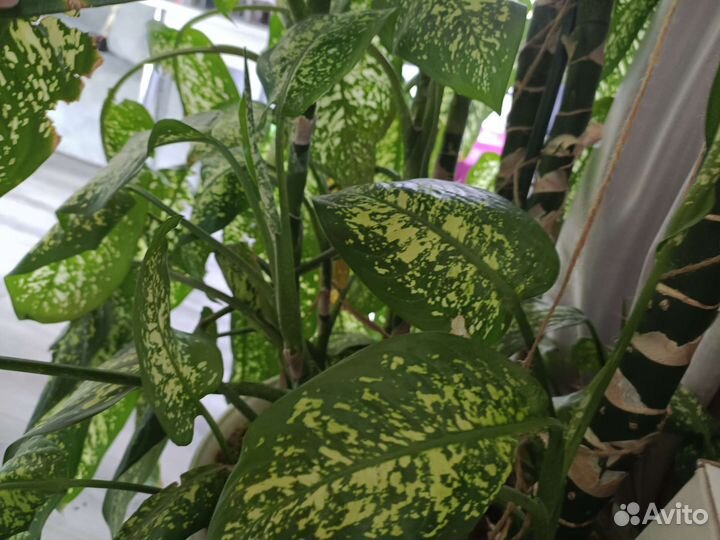 Диффенбахия 2 метра