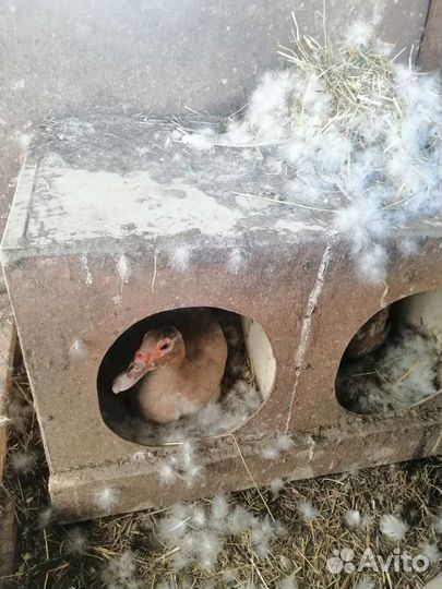 Утята индоутки суточные. Взрослые утки, селезни