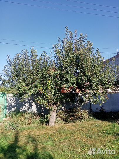 Обрезка плодовых деревьев