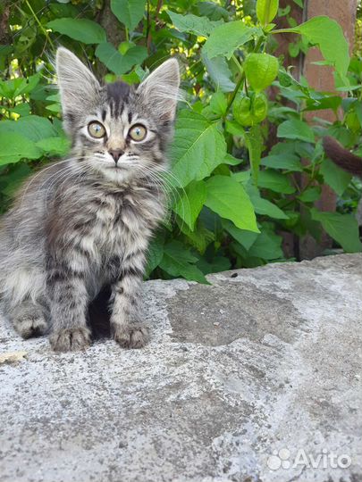 Кошки в добрые руки бесплатно