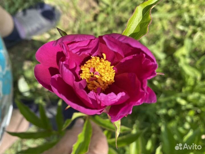 Пионы 2часть многолетники