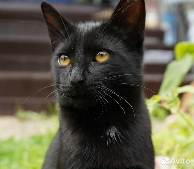 В добрые руки