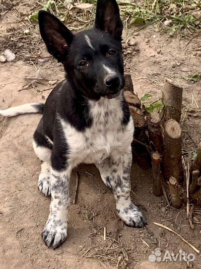 Щенки девочки в добрые руки