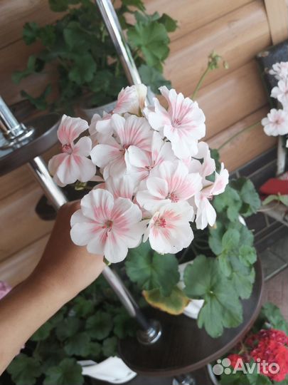 Пеларгония герань