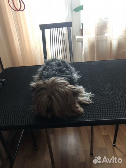 Стрижка собак мелких пород: Йорк, Шпиц, Болонка