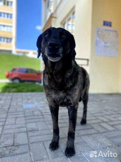 Собака в добрые руки
