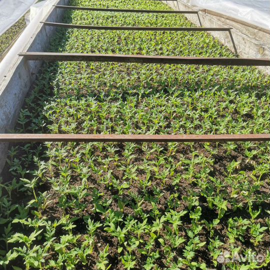 Рассада помидор, перца,капусты, низкорослые томаты