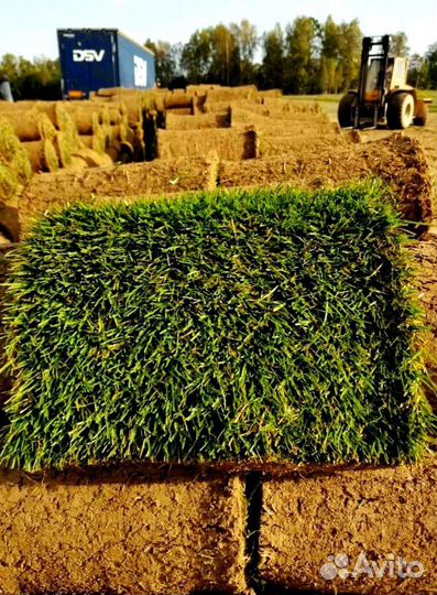 Рулонный газон