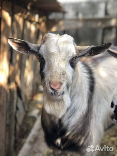Красивый козел на племя