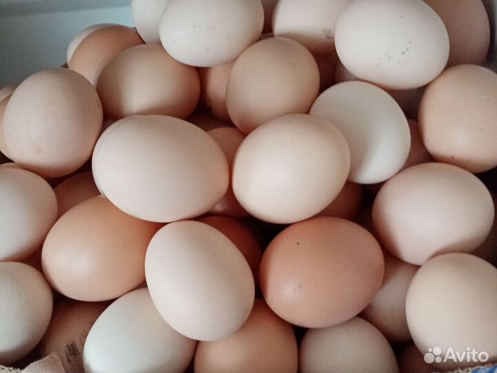 Домашние куриные яйца