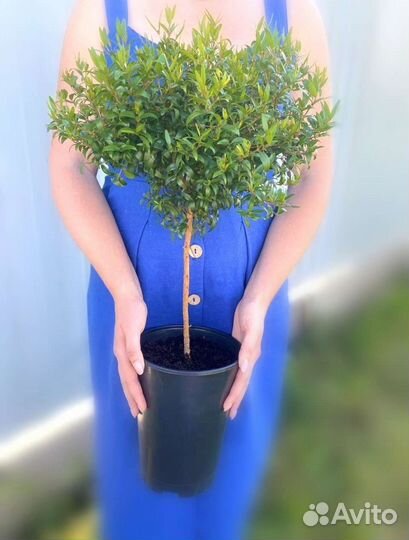 Мирт, вариегатный, укорененные отростки, дерево