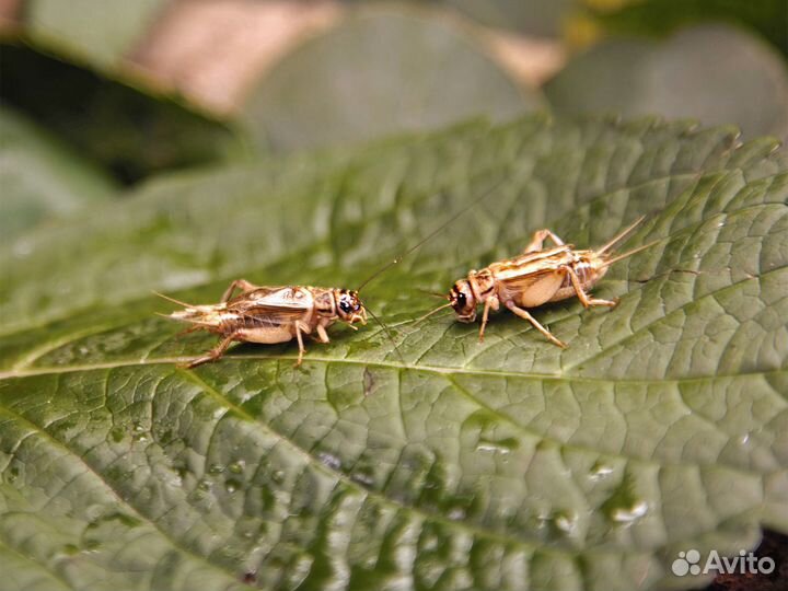 Сверчки домовые живые, корм для стрижей