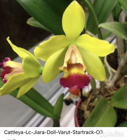 Каттлея Cattleya-Lc-Jiara-Doll-Varut-Startrack-O3