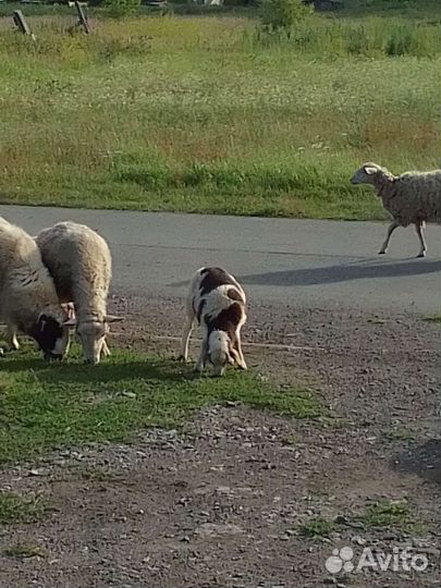Молодые бараны 3 мес с маткой или без