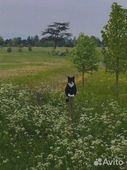 Корова дойная