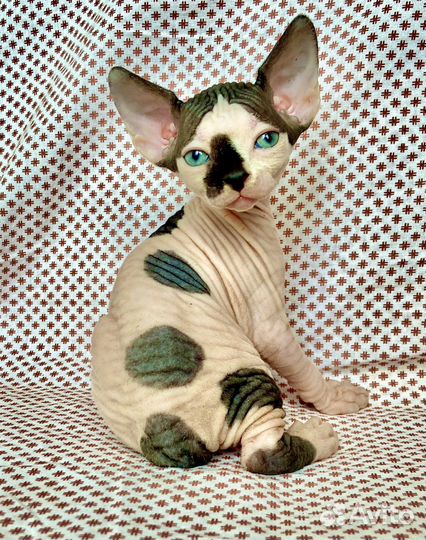 Неземная девочка канадского сфинкса