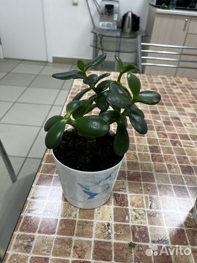 Денежное дерево Толстянка